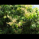 Ein Mangobaum mit Blüten und Früchten